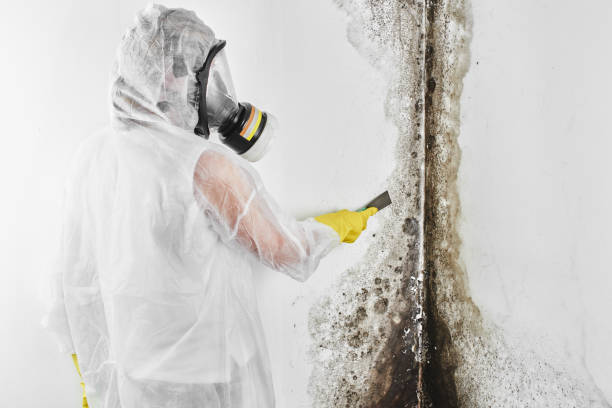 Best Emergency Mold Remediation in St City, AR